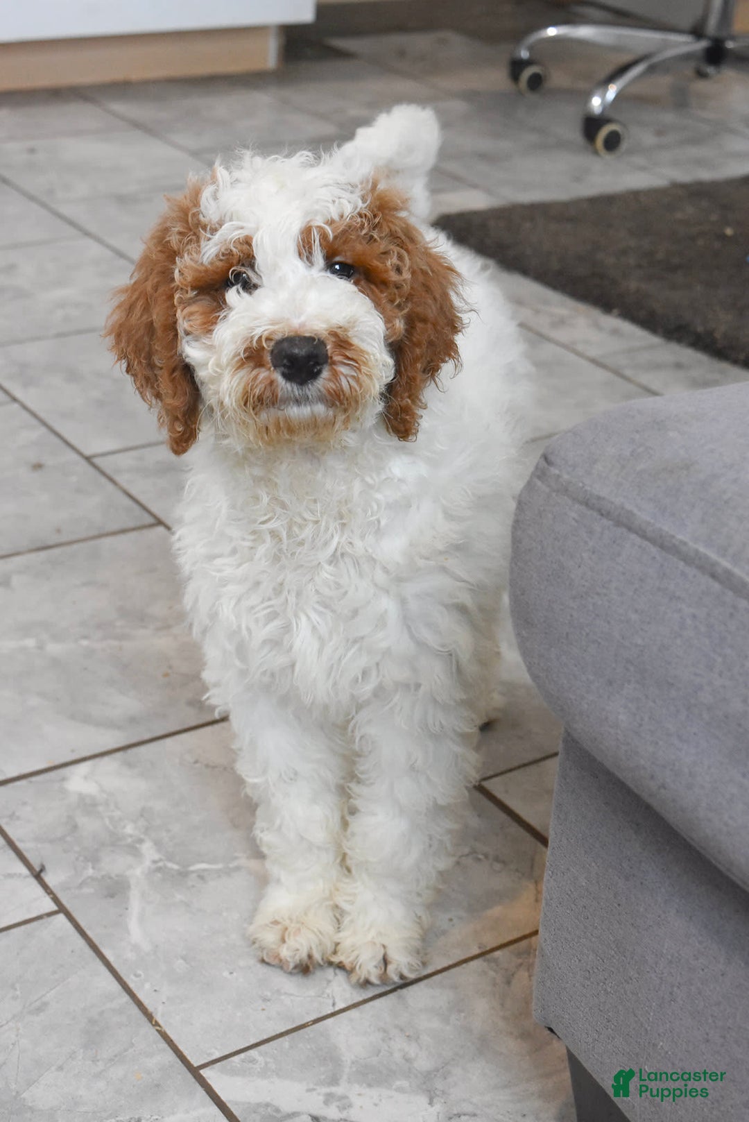 Goldendoodle dogs for sale: Scout - Image 3