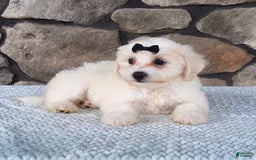 Bichpoo dogs for sale: Echo - Image 7