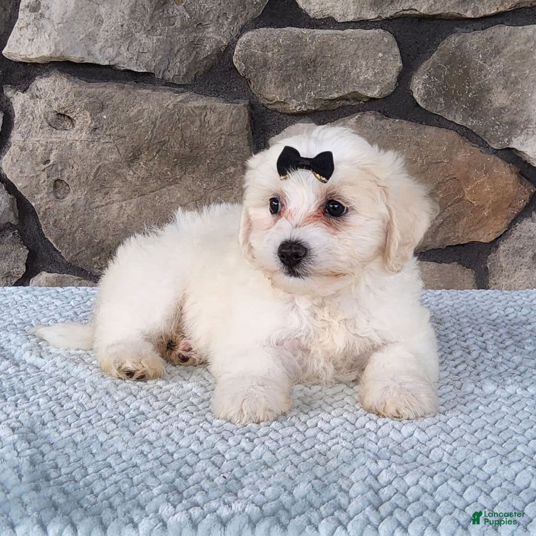 Bichpoo dogs for sale: Echo - Image 7