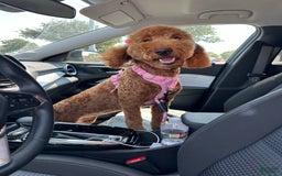 Mini Goldendoodle dogs for sale: Vanilla Bean - Image 6