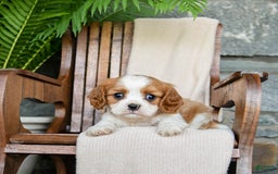 Cavalier King Charles Spaniel dogs for sale: Stacy - Image 3