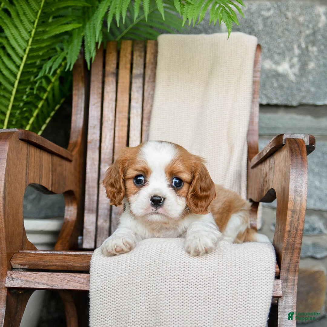 Cavalier King Charles Spaniel dogs for sale: Stacy - Image 3