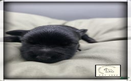 Miniature Schnauzer dogs for sale: Walter - Image 14