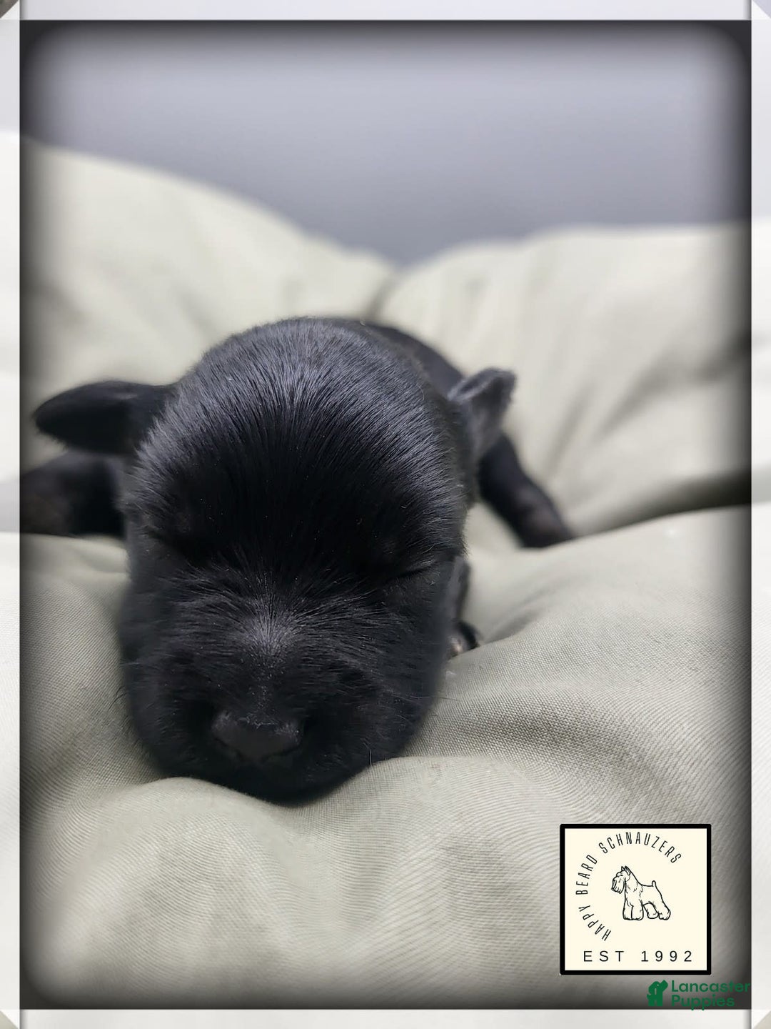 Miniature Schnauzer dogs for sale: Walter - Image 14