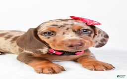 Miniature Dachshund dogs for sale: Sophia - Image 2