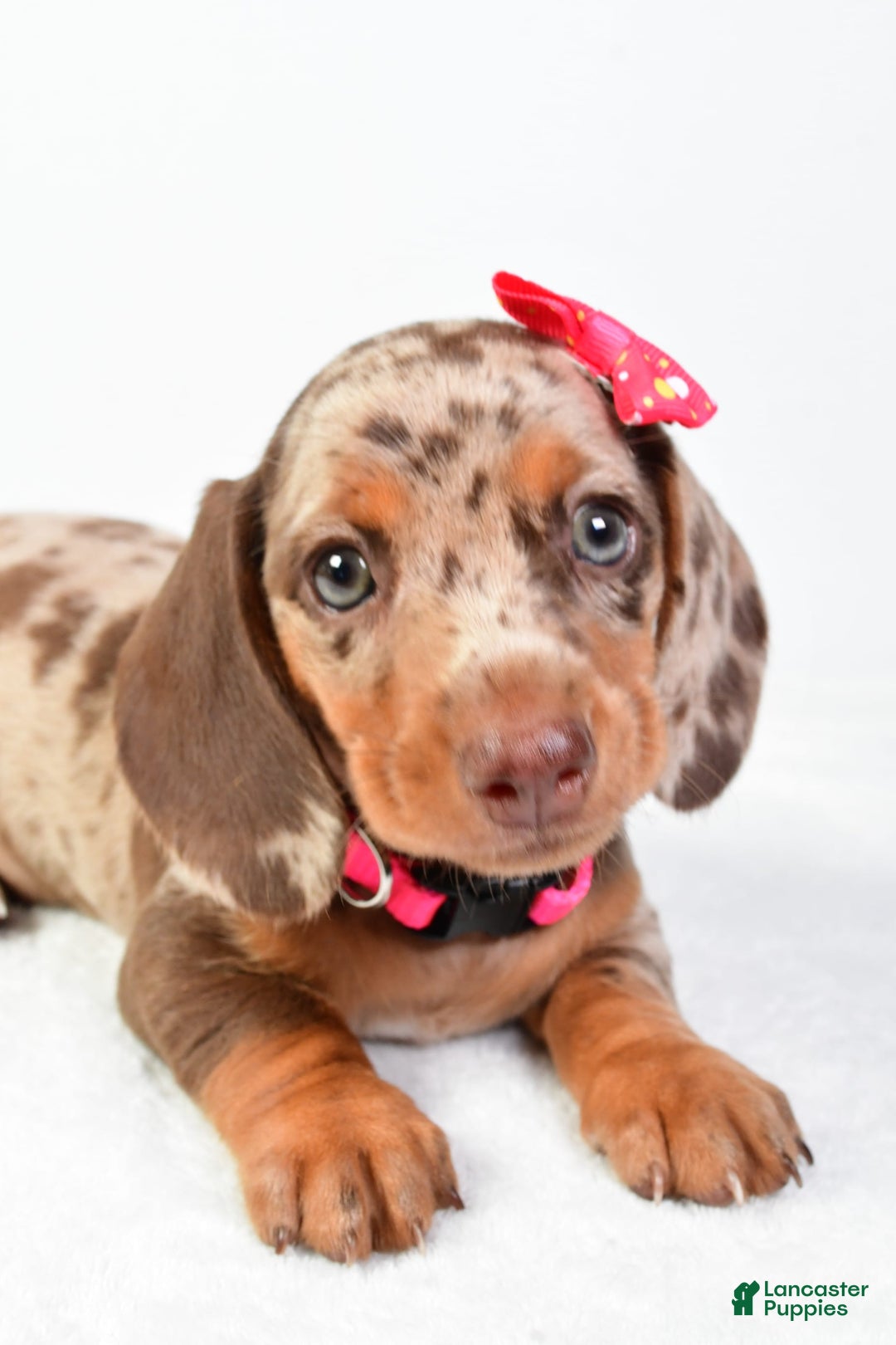 Miniature Dachshund dogs for sale: Sophia - Image 2