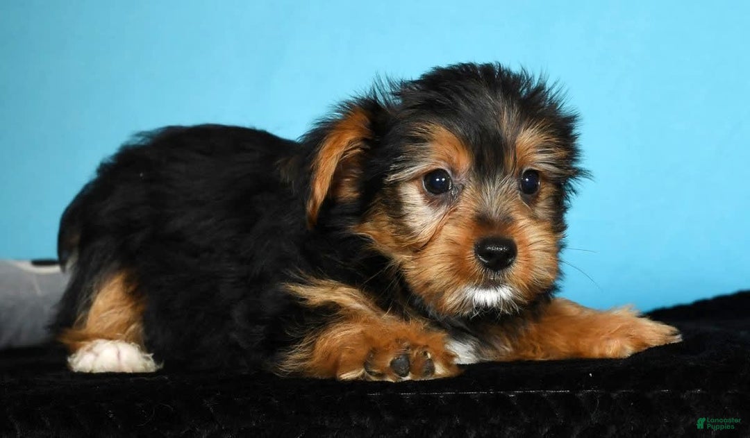 Yorkshire Terrier dogs for sale: Jimmy - Image 5