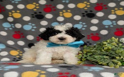 Cavapoo dogs for sale: Edmond Hypoallergenic - Image 5