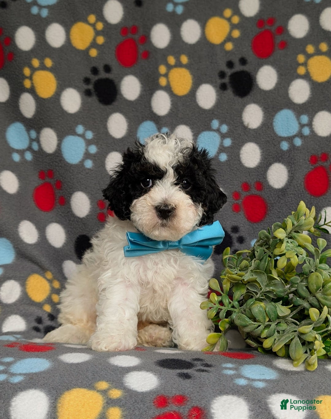 Cavapoo dogs for sale: Edmond Hypoallergenic - Image 5