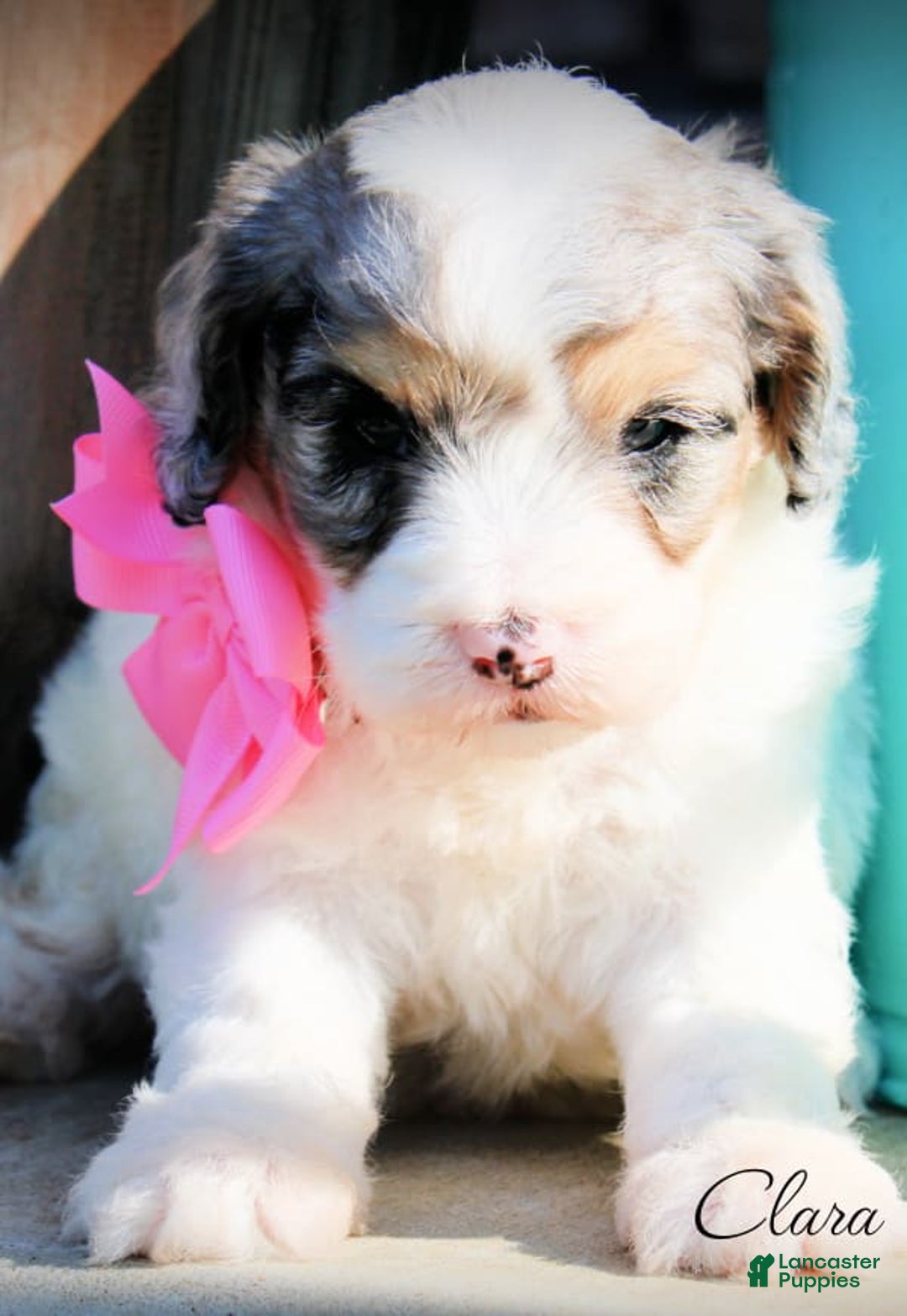 Cavapoo dogs for sale: Clara - Image 1