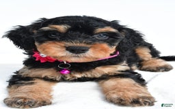 Cavapoo dogs for sale: Bell - Image 4
