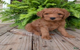 Mini Goldendoodle dogs for sale: Mini -kory - Image 6