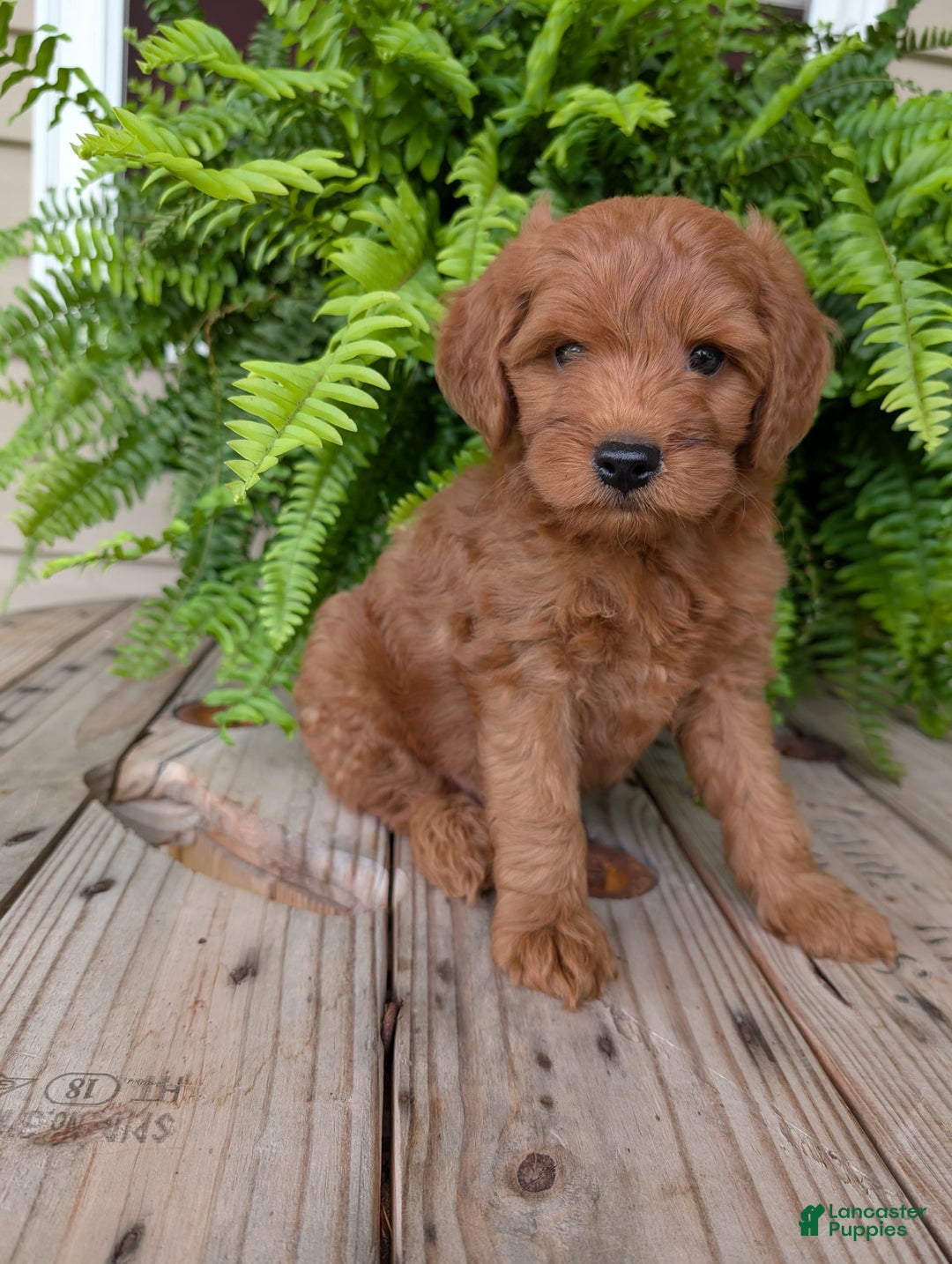 Mini Goldendoodle dogs for sale: Mini -kory - Image 6
