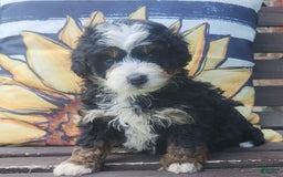 Mini Bernedoodle dogs for sale: Itzy - Image 1