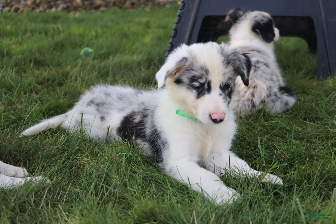 Border Collie dogs for sale: Lance - Image 5