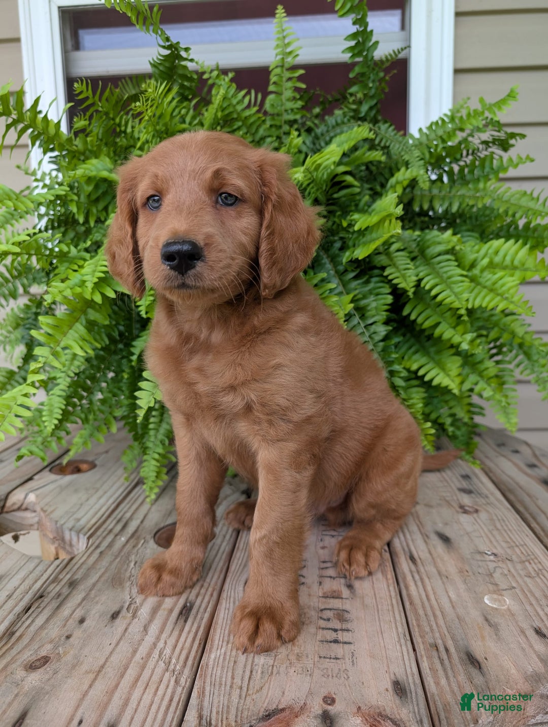 Goldendoodle dogs for sale: Flip - Image 13