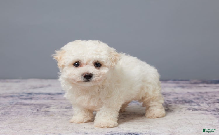 Bichon Frise dogs - Advert 34