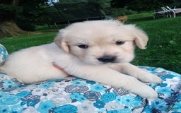Golden Retriever dogs for sale: Peter - Image 11