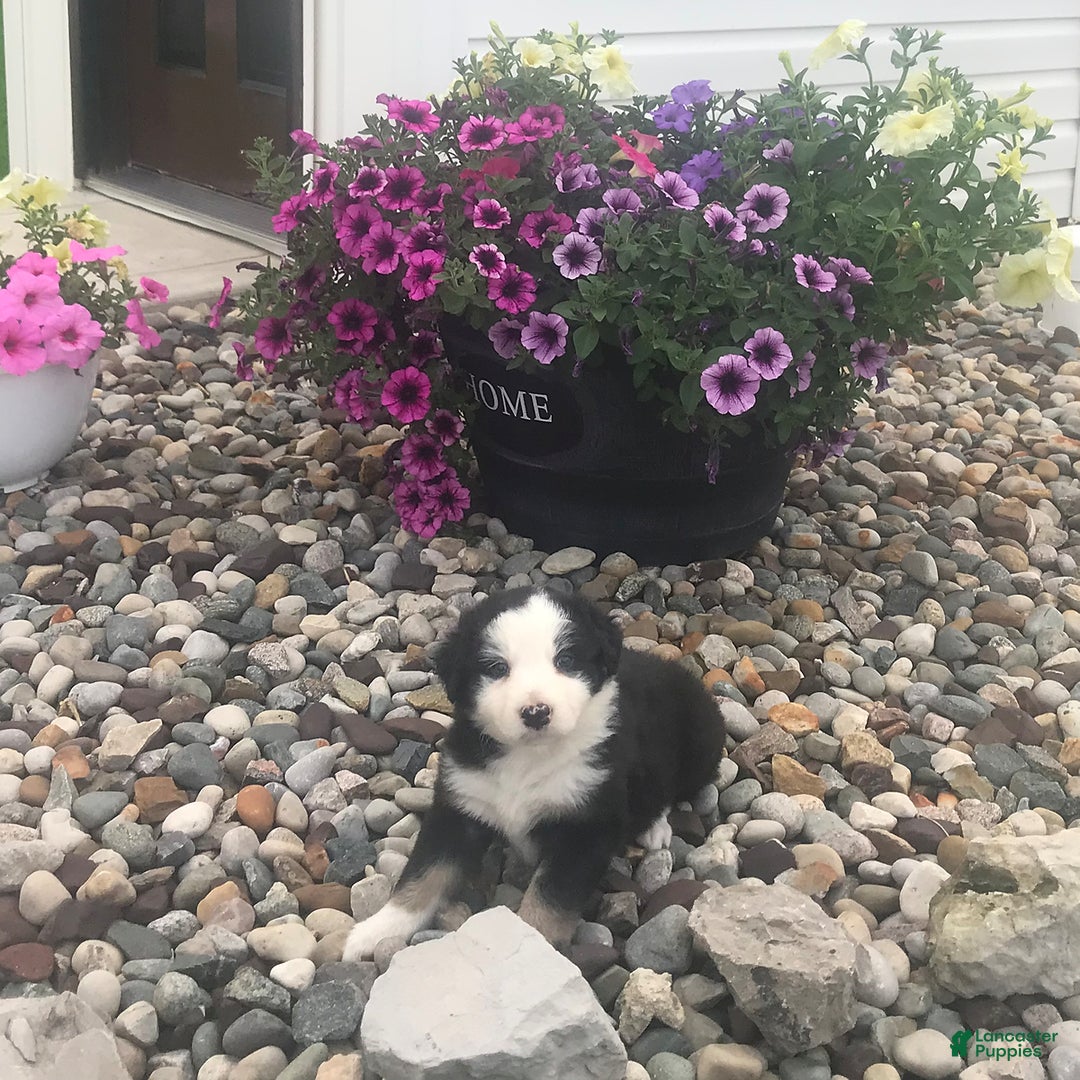 English Shepherd dogs for sale: Tommy - Image 2