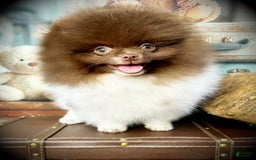 Pomeranian dogs for sale: AKC Ivan - Image 4
