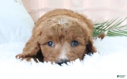 Goldendoodle dogs for sale: Brittany - Image 6