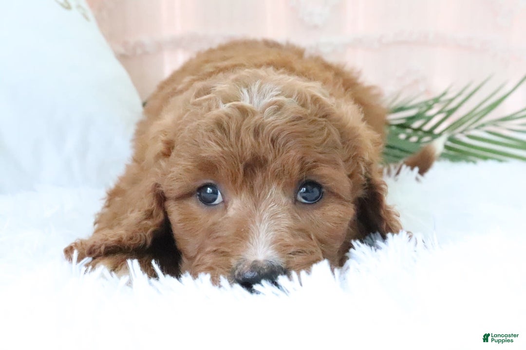 Goldendoodle dogs for sale: Brittany - Image 6