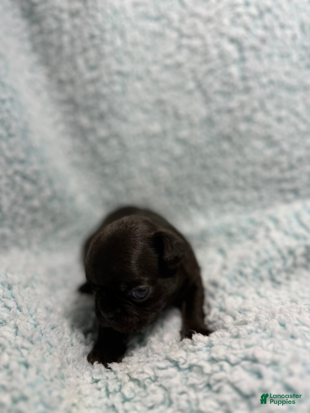 French Bulldog dogs for sale: Max - Image 8