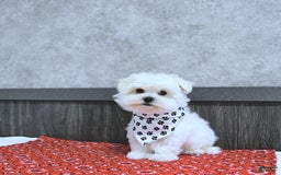 Maltese dogs for sale: Theo - Image 11