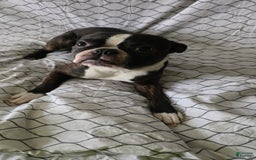Boston Terrier dogs for sale: Whitehead - Image 7