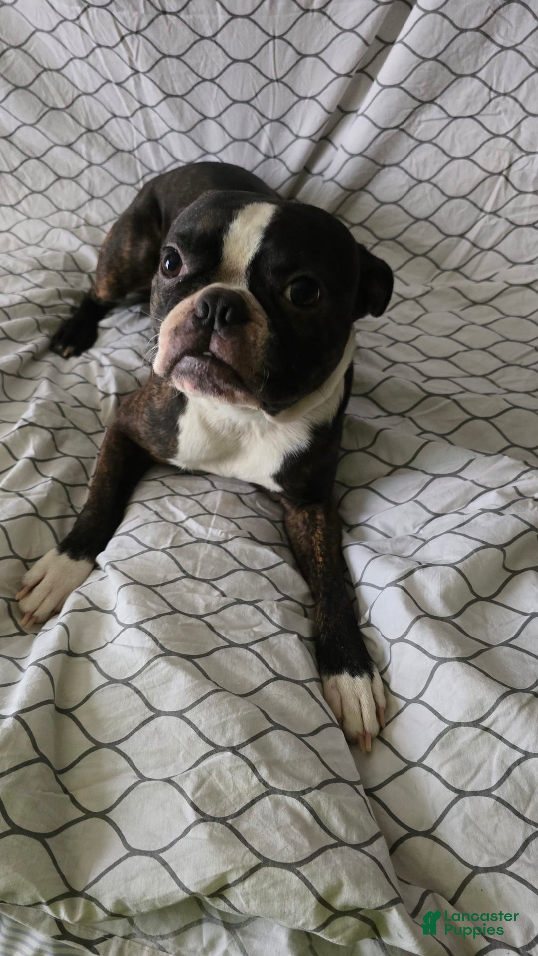 Boston Terrier dogs for sale: Whitehead - Image 7