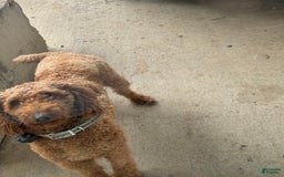 Labradoodle dogs for sale: Taz - Image 2