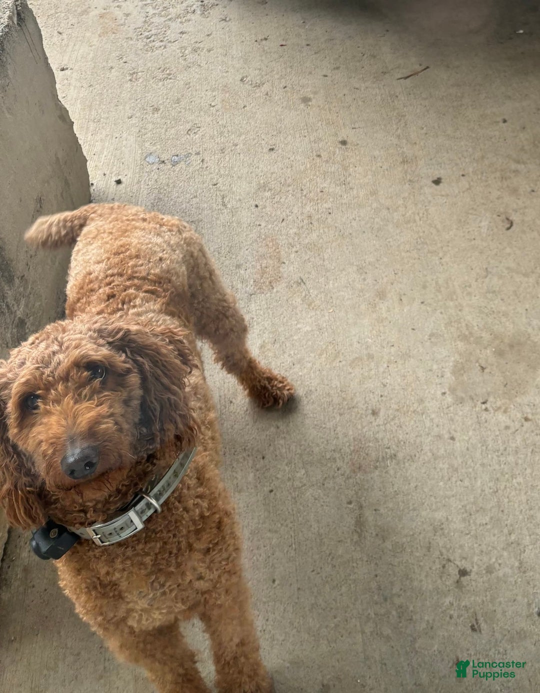 Labradoodle dogs for sale: Taz - Image 2