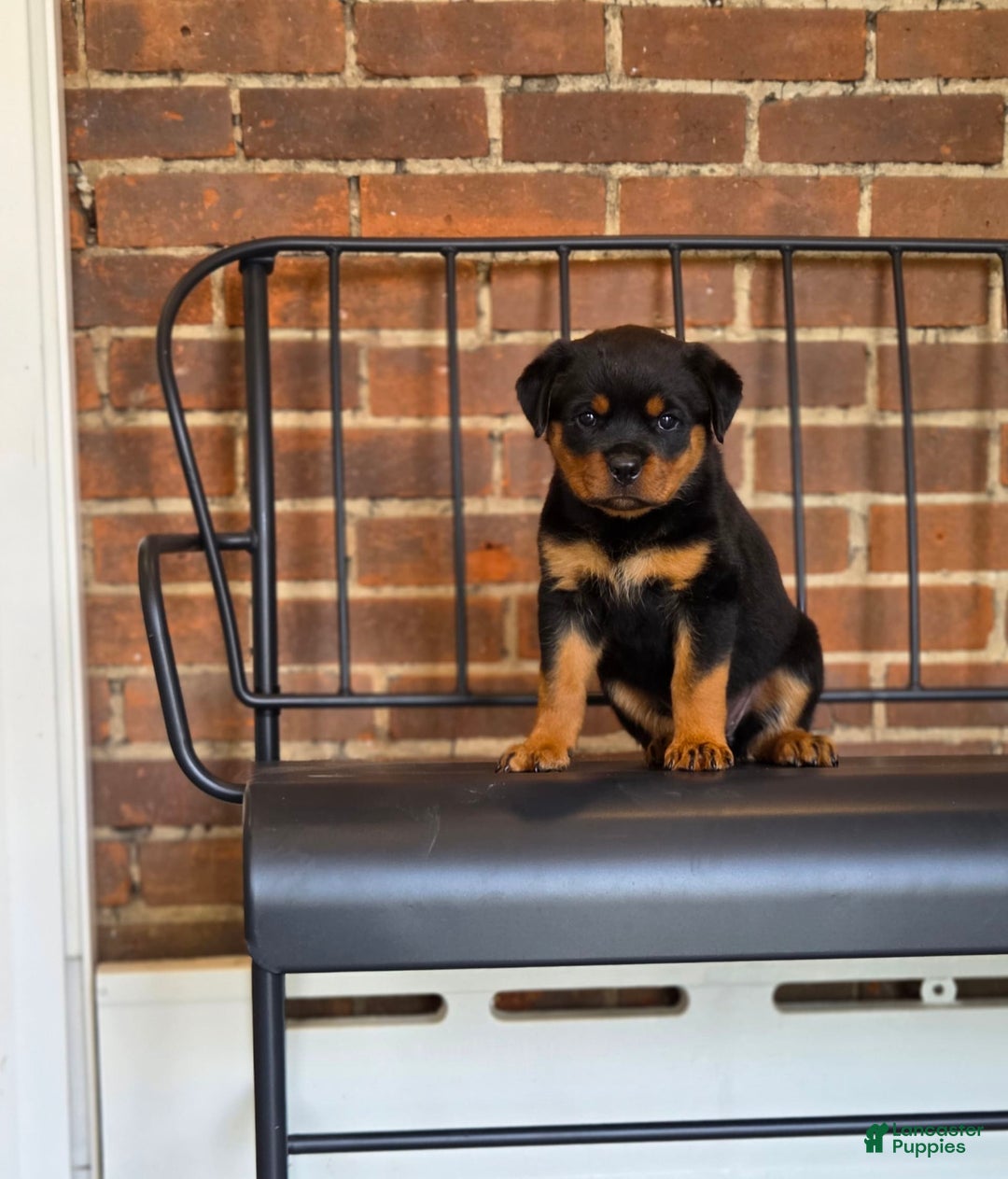 Rottweiler dogs for sale: Miss Green - Image 1