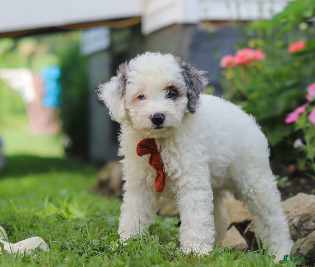 Mini Aussiedoodle dogs for sale: Diamond - Image 6