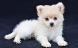 Pomeranian dogs for sale: Duke - Image 4