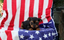 Yorkshire Terrier dogs for sale: Edwin - Image 4