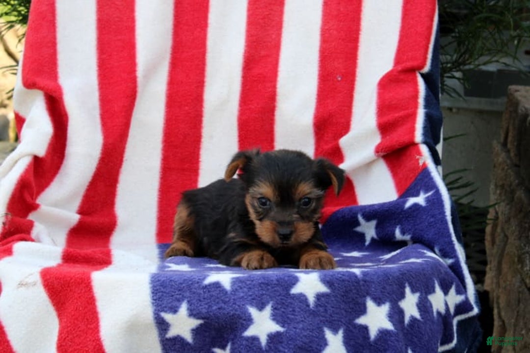 Yorkshire Terrier dogs for sale: Edwin - Image 4