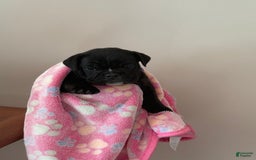English Bulldog dogs for sale: Stripe - Image 3