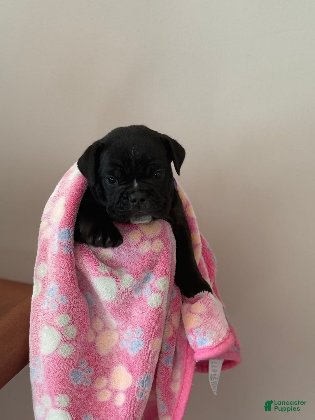 English Bulldog dogs for sale: Stripe - Image 3