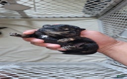 Schnoodle dogs for sale: Chocolate - Image 1
