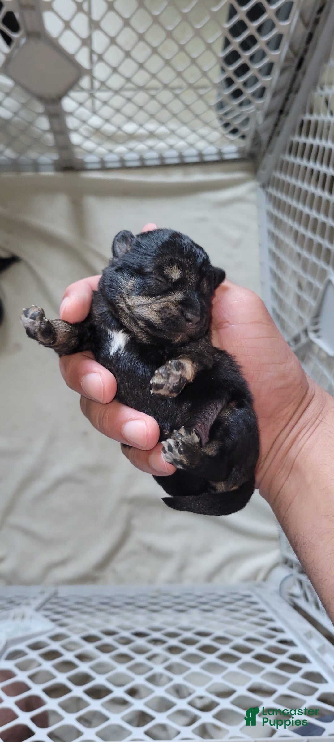 Schnoodle dogs for sale: Chocolate - Image 1