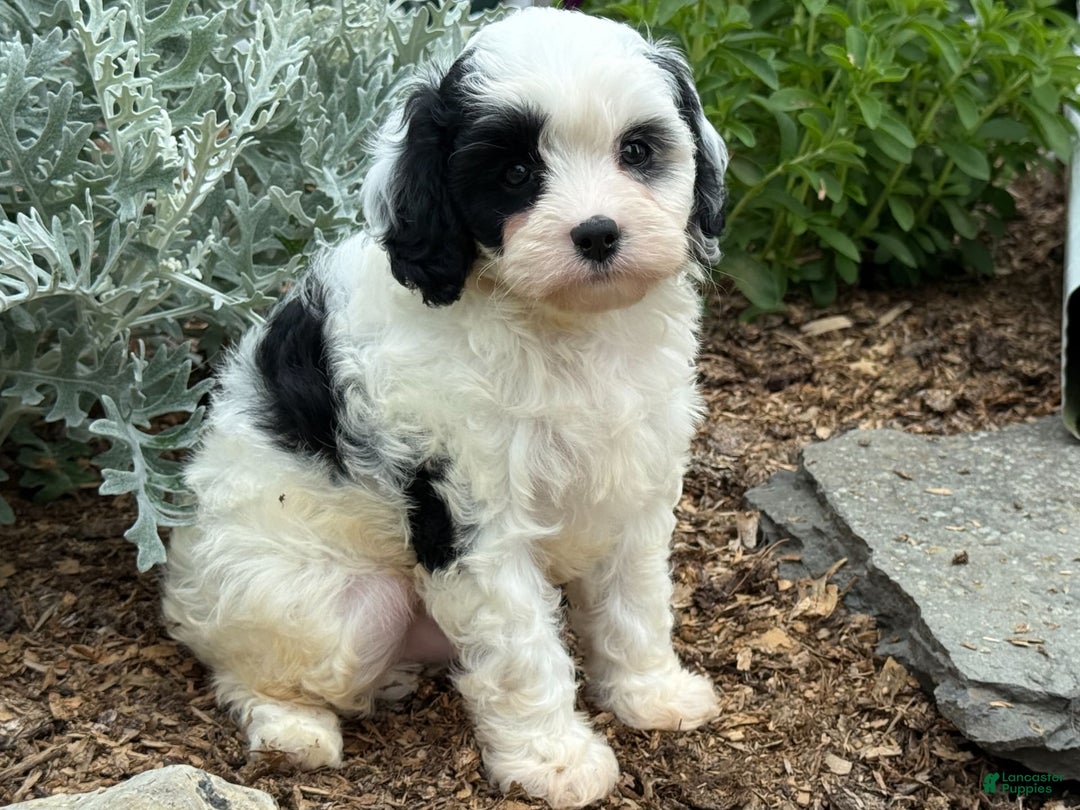 Cavapoo dogs for sale: Casper - Image 3