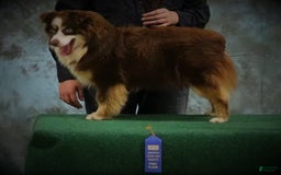 Miniature Australian Shepherd dogs for sale: Chungus - Image 7