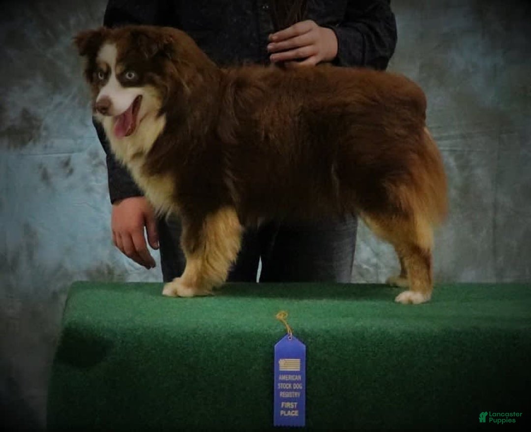 Miniature Australian Shepherd dogs for sale: Chungus - Image 7