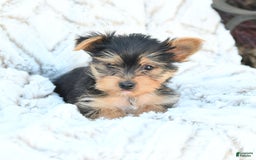 Morkie dogs for sale: Dustin - Image 1