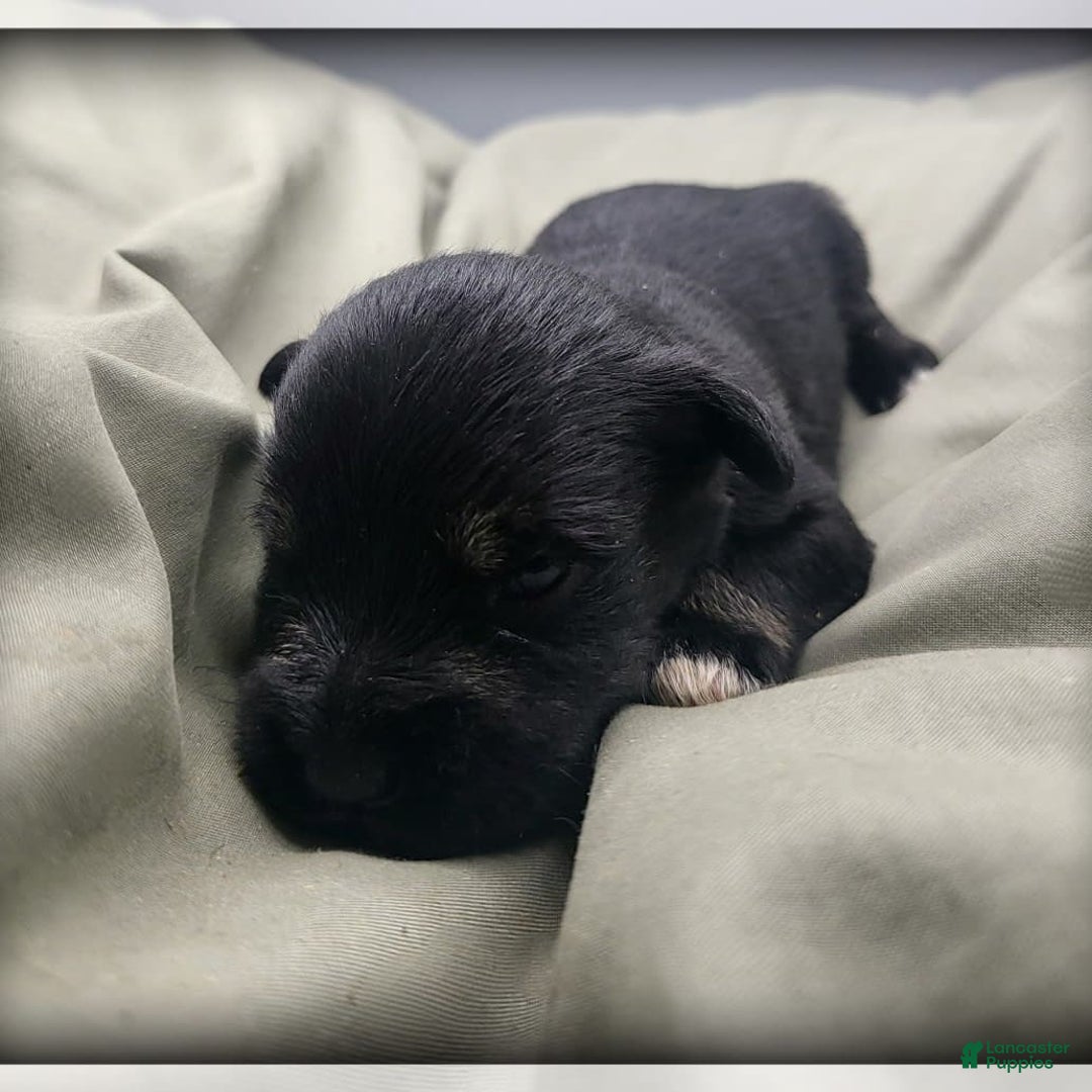 Miniature Schnauzer dogs for sale: River - Image 11