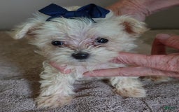 Maltipoo dogs for sale: Beans - Image 29