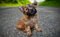 Morkie dogs for sale: Rare Gold Sable Firefly - Image 25
