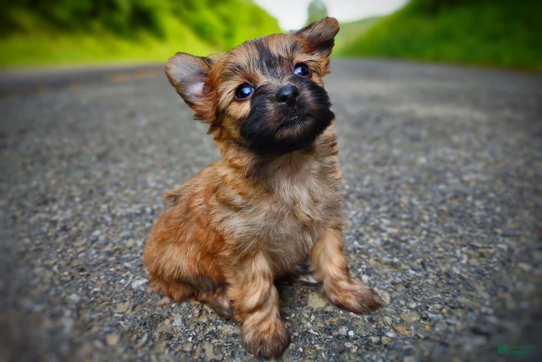 Morkie dogs for sale: Rare Gold Sable Firefly - Image 25