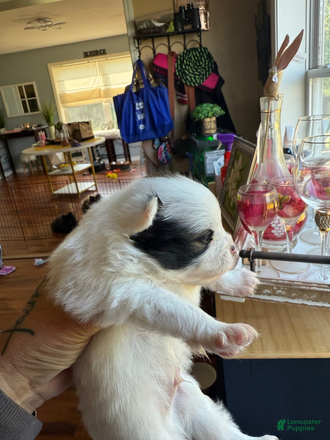 Pomeranian dogs for sale: Moo - Image 1